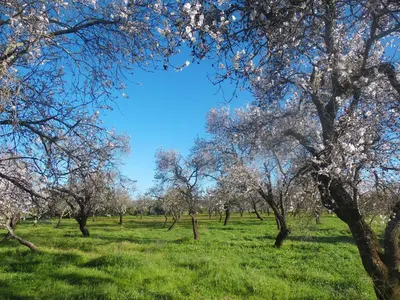 a field of trees with white flowers on them at Moura 11 in Vilamoura