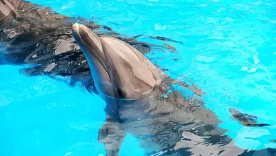 a dolphin swimming in the blue water at Vila Branca in Mosqueira