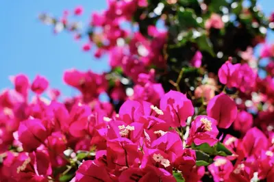 a bunch of pink flowers in front of a tree at Casa da Avó in Faro