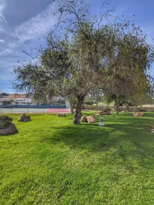 a tree in the middle of a grass field at Townhouse 700m from Sao Rafael Beach in Albufeira