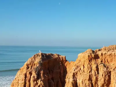 a bird sitting on a rock near the ocean at Apartamento Falesia 6 B in Albufeira