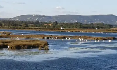 a group of animals standing in the water at Rooms_Heart Apartment in Faro