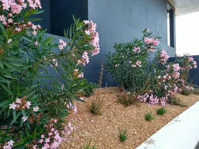 two bushes with pink flowers next to a wall at Casa Sensa in Albufeira