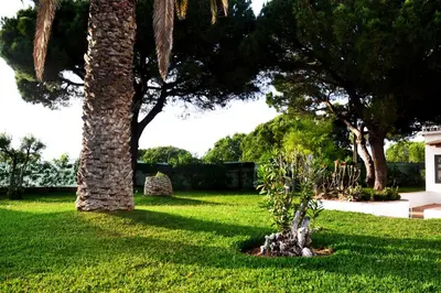 a palm tree in a grassy yard with trees at Sailing Studio Açoteias in Albufeira