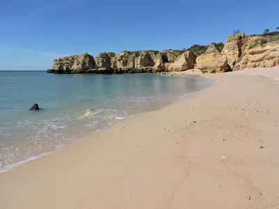 a beach with a dog swimming in the water at Sao Rafael - Apartamento Studio in Albufeira