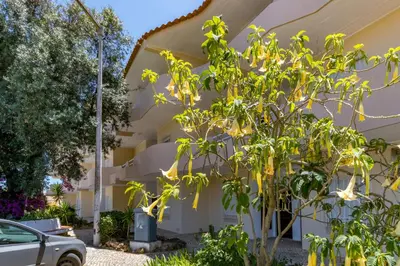 a tree in front of a building at Camilla apartment in Albufeira
