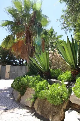 a garden with palm trees and plants and rocks at Charming Exceptional Golf Villa in Algarve in Faro