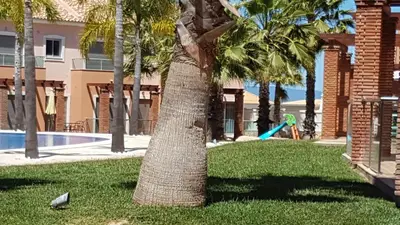 a palm tree in a yard with a playground at Villa Jardins 2 by Sunny Deluxe in Albufeira
