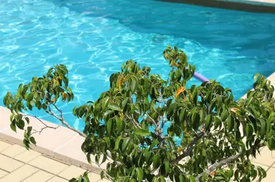 a tree in front of a swimming pool at The Pinewood Villa in Vilamoura
