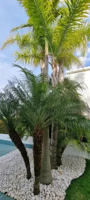 a group of palm trees in a gravel yard at Albufeira Marina Villa 27 in Albufeira