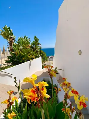 a group of flowers in front of a white building at Albufeira, Sea and old town view (32) in Albufeira