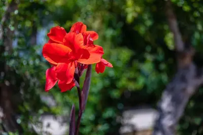 a red flower in front of a tree at Apartamentos Flor da Laranja, Albufeira by AlgarveBlossom in Albufeira