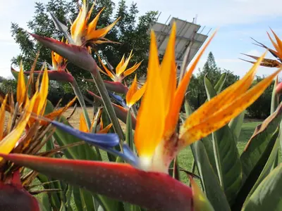 a group of colorful flowers in a garden at Apartamentos Monte dos Avós, Albufeira by AlgarveBlossom in Albufeira