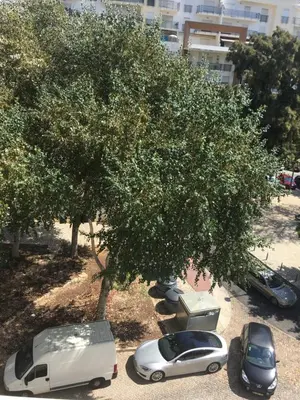 a group of cars parked under a tree at Cosy and Sweet Apartment in Albufeira in Albufeira