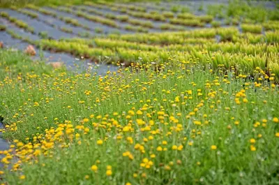 a field filled with lots of yellow flowers at Quinta Do Mel in Albufeira