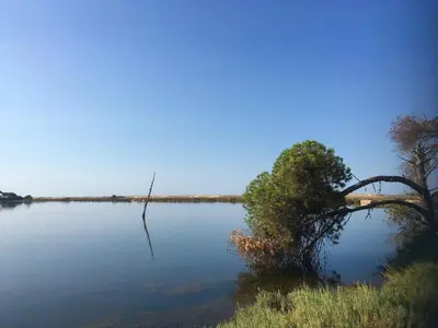 a lake with a tree in the middle of it at Victory Village Club 9F in Quinta do Lago