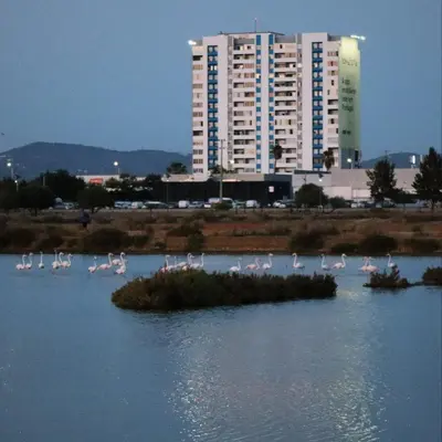 a group of pink flamingos on an island in the water at Sea View urban apartment in Faro