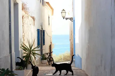 two cats walking down an alley with a view of the ocean at Cool Grey Albufeira in Albufeira