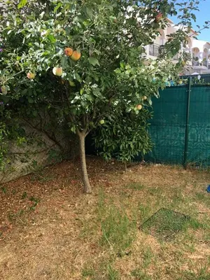 an orange tree in a yard next to a fence at Rockfield 4 in Albufeira