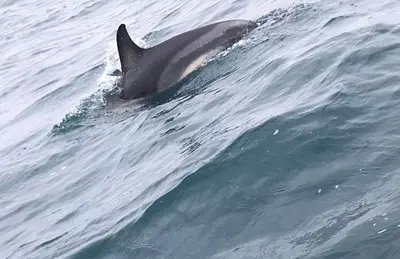 a dolphin swimming in the water at casa da ainheira 44 cruz da assumada 8100-296 Loulé in Loulé