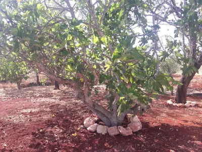 a small tree with rocks around the base of it at Quinta Cosy in Paderne