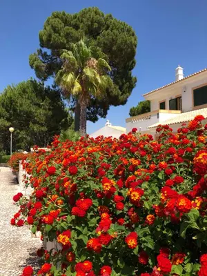 a bunch of red flowers in front of a building at Algarve Albufeira, quiet apart with pool at 10 mn walk from Praia da Falesia in Olhos de Água