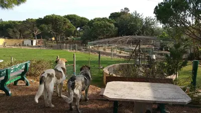 three dogs are standing next to a park bench at Quinta Vita - Vila Pera in Almancil