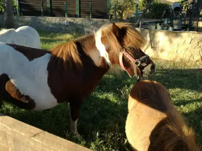a brown and white horse standing next to a dog at Quinta Vita - Vila Pera in Almancil
