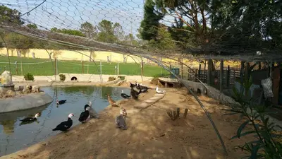 a group of penguins in a pond in a zoo at Quinta Vita - Vila Pera in Almancil
