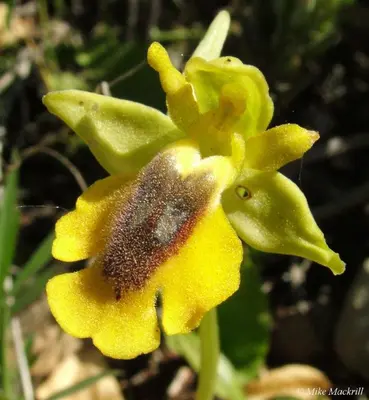 a bee is sitting on a yellow flower at Casa Do Forno - Quinta Amoreira in Faro