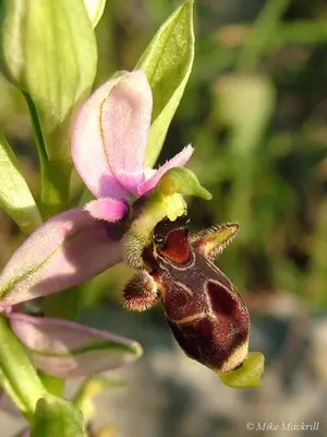 a bee is sitting on a pink flower at Casa Adega - Quinta Amoreira in Faro