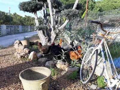 a bike parked next to a tree with chickens in a garden at Quinta Vita - Vila Maça in Loulé