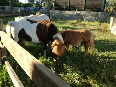 two horses and a pony grazing in a field at Quinta Vita - Vila Maça in Loulé