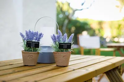 three potted plants sitting on a wooden table at Pura Vida Falésia by The Portuguese Butler in Albufeira