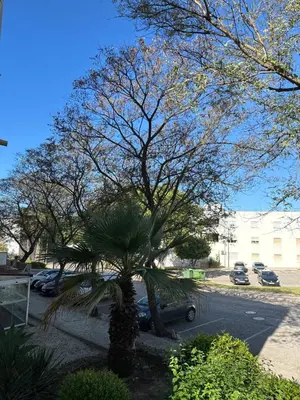 a palm tree in front of a parking lot at Bellavista Modern Comfort, 3 Balcony, Family Apartment with Wi-Fi in Albufeira