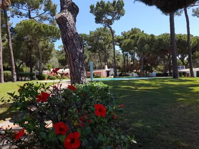 a bush with red flowers in a park with a tree at Vila Planalto - Golfe - Entre o Golfe e o Mar in Vilamoura