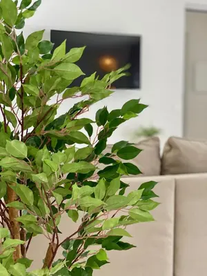 a green tree in a living room with a couch at White Sand Apartments Downtown Albufeira in Albufeira