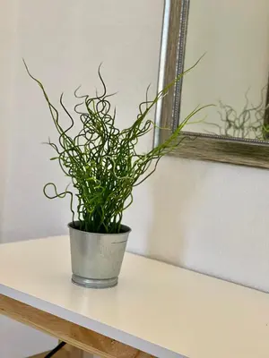 a plant in a pot sitting on a table at Villa Cristina 9 in Albufeira