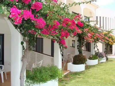 a row of white pots filled with pink flowers at FLOR DO VALE - APARTAMENTOS TURISTICOS in Guia