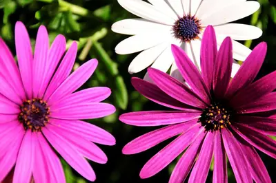 three pink and white flowers in a garden at Charming Vale Do Lobo Villa Casa Vale Do Lobo 832A 3 Bedrooms in Vale do Lobo