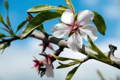 a white flower on a tree branch at Charming Vale Do Lobo Villa Casa Vale Do Lobo 832A 3 Bedrooms in Vale do Lobo