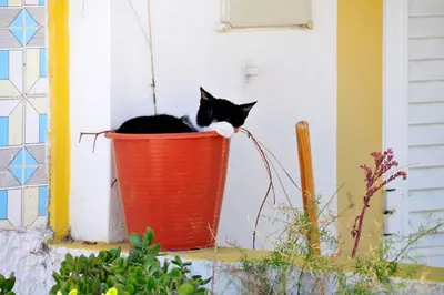a black and white cat sitting in an orange pot at Villa Varandas Do Lago 5 Bedroom Villa Private Pool Table Tennis in Vale do Lobo