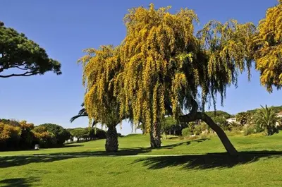 two weeping trees in a field of green grass at Vale Do Lobo Villa 4 Bedrooms Villa Vale Do Lobo 186 Swimming Pool in Vale do Lobo