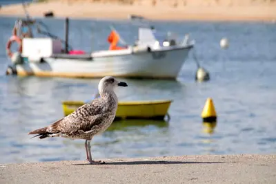 a bird standing on the beach with boats in the water at Villa Quadradinhos 3Q 4 Bedrooms Private Pool Short Walk To The Praca in Vale do Lobo