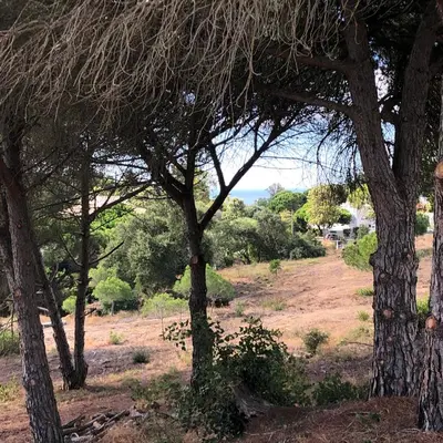 a group of trees with a field in the background at Pinetops holidays Apartment in Albufeira