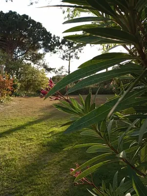 a leafy plant with a field in the background at Quinta do Lago Villa and Golf in Quinta do Lago