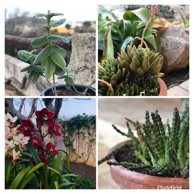 a collage of pictures of different plants and flowers at Casa felix in Loulé