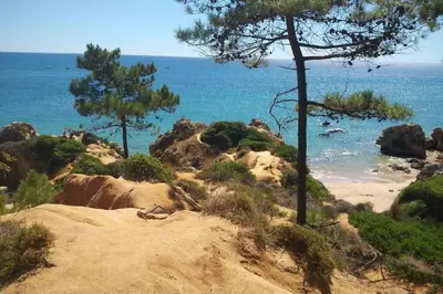 a view of a beach with trees and the ocean at Aparto Golf in Guia