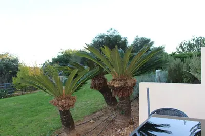 a couple of palm trees in a yard at Charming 3-Bed Apartment in Albufeira in Albufeira