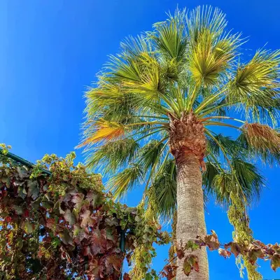 a palm tree in front of a blue sky at Debimar Apartamentos in Albufeira
